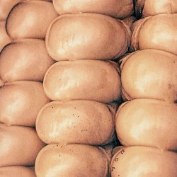 Rural Bounty
