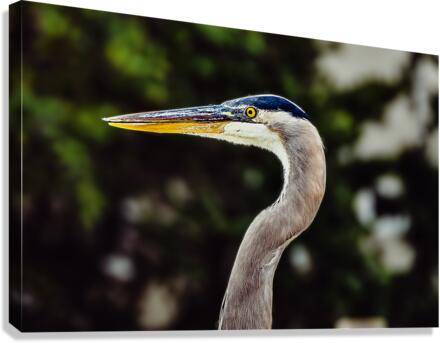 Bird Profile Canvas Print