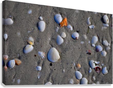 Lazy Shells Canvas Print