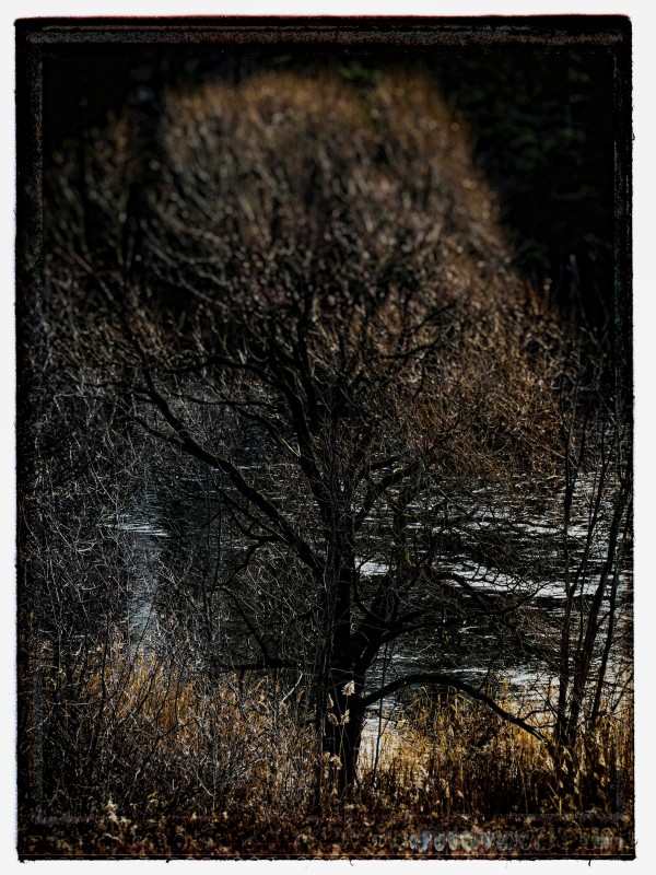 Mystic tree  Print