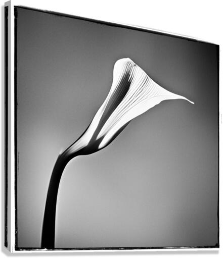 BALLAZ 3 Canvas Print