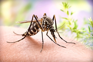 A close up view of a mosquito which appears to be
