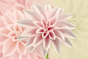 A delicate and vibrant pink flower with multiple  1722838035.9332