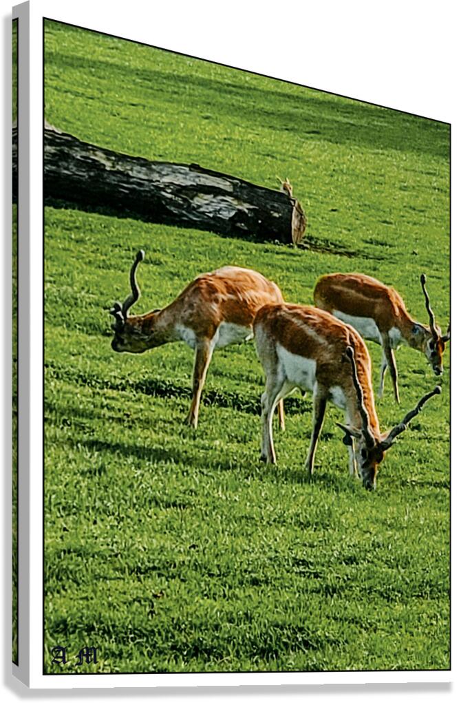 Ball Horns Canvas Print