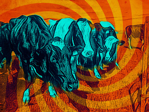 Coos