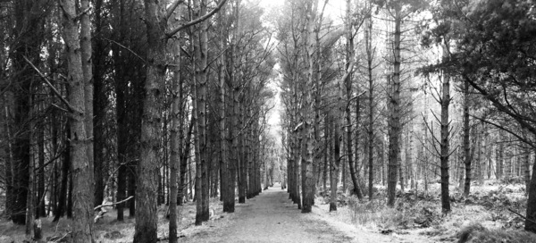 The Way Through The Woods by Tracy Collins