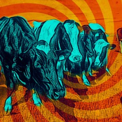 Coos