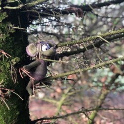 Mr M - In The Woods 1 of 11