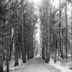 The Way Through The Woods