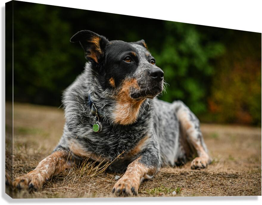 Z72 3543 Canvas Print