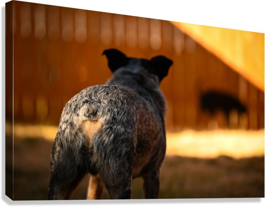 Z72 2939 Canvas Print