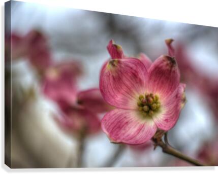 Spring Flowers Canvas Print