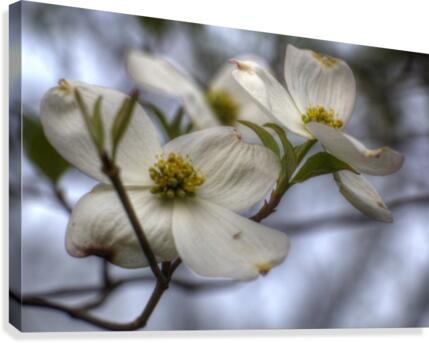 Spring Flowers Canvas Print