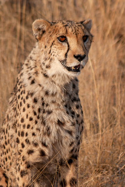 Cheetah in Namibia by Milton Cogheil
