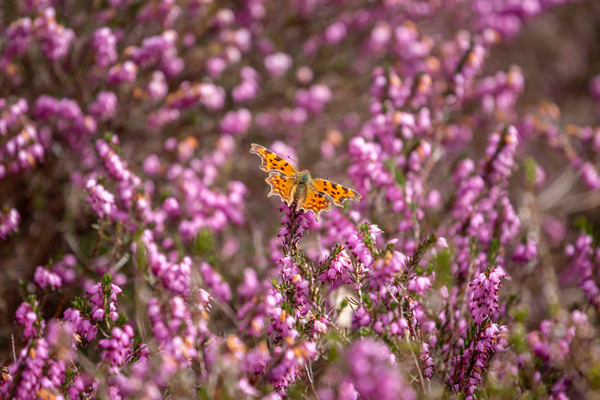 Comma Butterfly on heather by Milton Cogheil