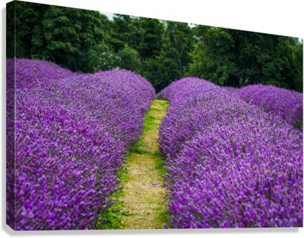 Lavender Rows Canvas Print