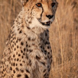 Cheetah in Namibia