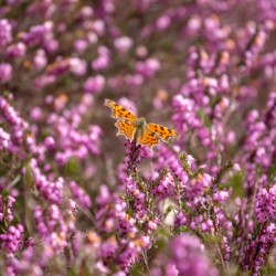 Comma Butterfly on heather
