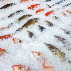 Assortment of fish on display