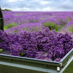 Mayfield Lavender Farm