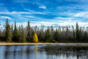 Lone Tamarack Tree Reflection