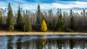 Tamarack Reflection