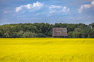 Old Barn and Canola Field