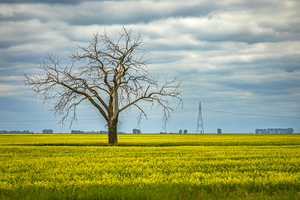 Solitude in Yellow