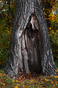 Tree Shelter