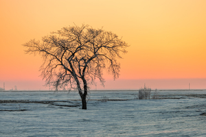 Lone Tree in Pastel