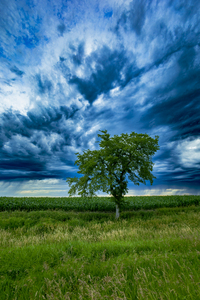Lone Tree After the Storm