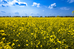 Canola Field
