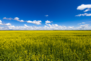 Blue and Yellow