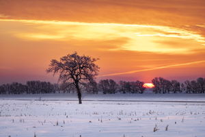 Lone Tree at Sunrise
