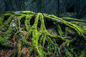 Enchanted Forest