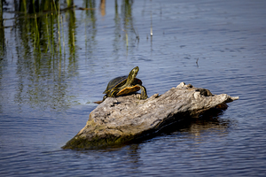 Painted Turtle