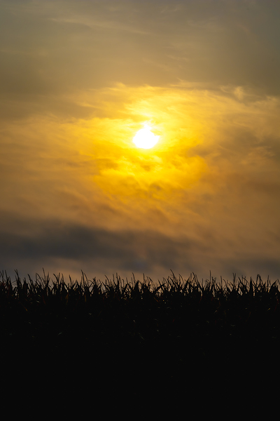 Hazy Sunrise Above Corn Field Print