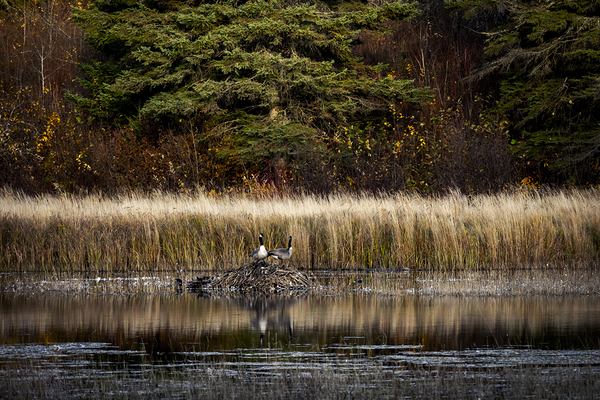 Geese Atop Beaver Hut Print