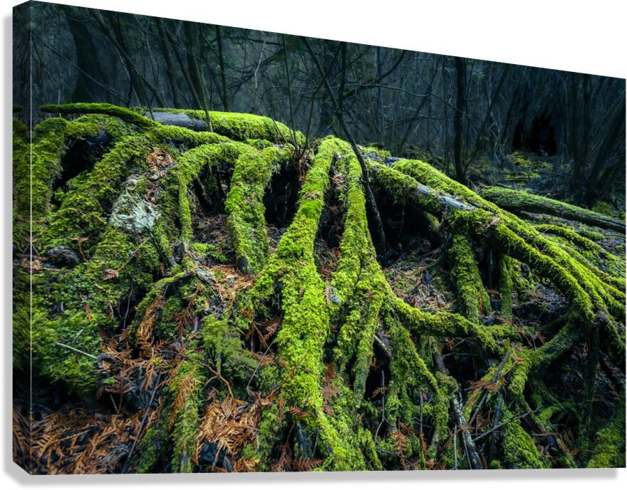 Enchanted Forest Canvas Print