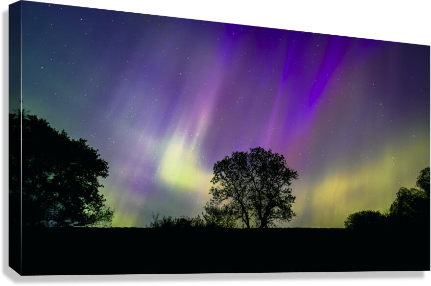 Lone Tree Under Aurora Glow Canvas Print