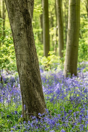 Bluebell Wood