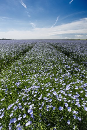 Linseed Oil Contrails