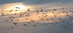 Coming home to roost