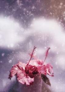 Vintage flower in the summer rain