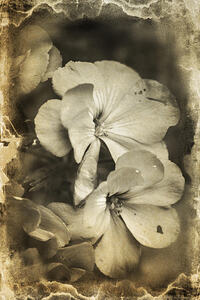 Romances from past times