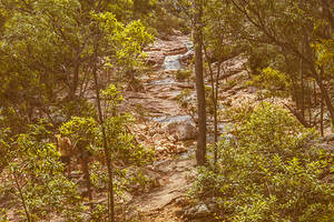 Australian bush wonders