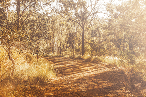 Wooded Trails