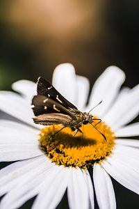Moth insects on a bright and lush garden flower