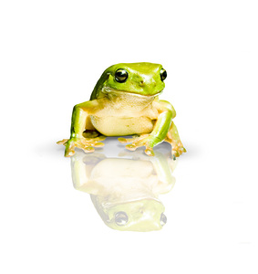 Green Tree Frog