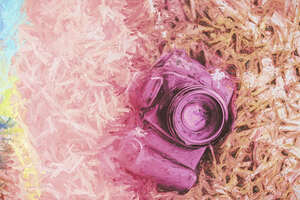 The pink camera